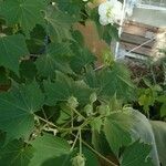 Hibiscus mutabilis Foglia