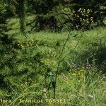 Bupleurum alpigenum 花