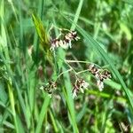 Luzula alpinopilosa Flor