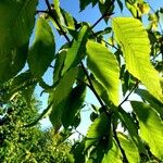 Fagus grandifolia Leaf