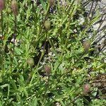 Silene saxifraga Leaf