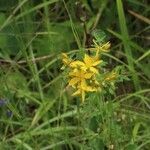 Hypericum hirsutumBlodyn