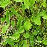 Cynanchum insipidum Blatt