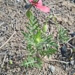 Papaver hybridum Habitatea