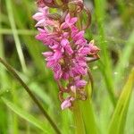 Dactylorhiza incarnataKukka