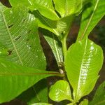 Ludwigia foliobracteolata Leaf