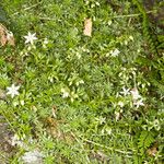 Sedum monregalense Blad