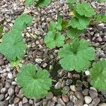 Geranium rotundifoliumList