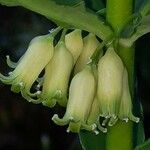 Polygonatum verticillatum Квітка