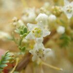 Cuscuta indecora Flor