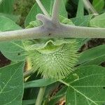 Datura inoxia Other