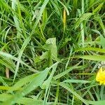 Taraxacum cucullatiforme Likasa