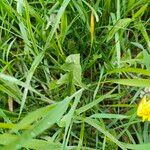 Taraxacum cucullatiforme 葉