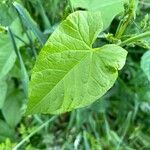 Nothoscordum borbonicum Leaf