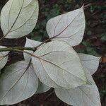 Sinclairia polyantha Leaf