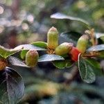 Cotoneaster divaricatus Плод