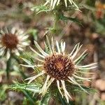 Carlina vulgaris Cvet