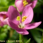 Centaurium portense Квітка