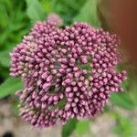 Eutrochium maculatum Flower