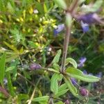 Collinsia parviflora Foglia