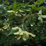 Acer truncatum Fruit