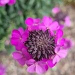 Matthiola incana Blomst