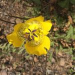 Calochortus clavatus Flor