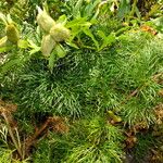 Paeonia tenuifolia Habitus