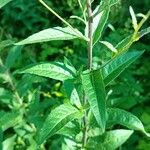 Sisymbrium strictissimum Blad