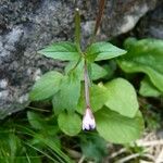 Epilobium duriaei Inny