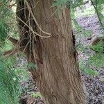 Torreya californica Casca