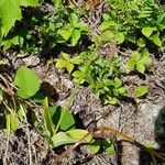 Cypripedium acaule Habitat