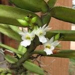 Calyptrochilum christyanum Агульны выгляд