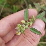 Sida alba Flower