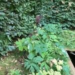 Angelica atropurpurea Hoja