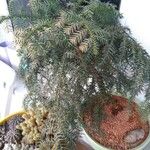 Araucaria cunninghamii Folha