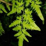 Lygodium japonicum Leaf