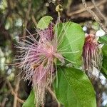 Capparis zeylanica ফুল