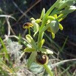 Ophrys sphegodes പുഷ്പം