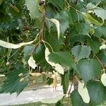 Tilia mongolica 果實