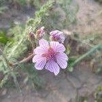 Geranium tuberosum Квітка