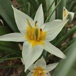 Tulipa turkestanica Flor