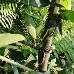 Oncocalamus mannii Leaf