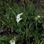 Androsace obtusifolia Цветок