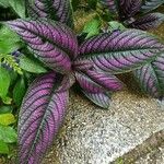 Strobilanthes auriculata Yaprak