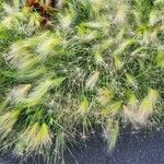 Hordeum jubatum Habitat