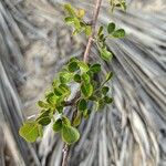 Commiphora pyracanthoides Leaf