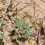 Neurada procumbens Leaf