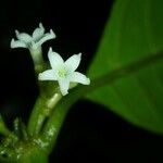 Ronabea latifolia Blomst