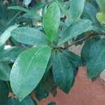 Ficus americana Leaf